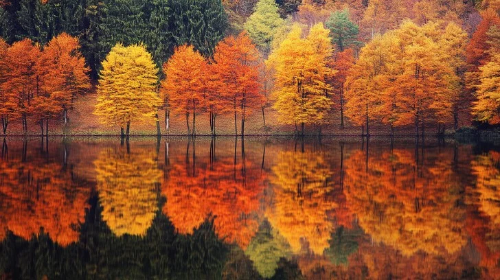 A still forest pond reflecting brilliant red and orange autumn foliage